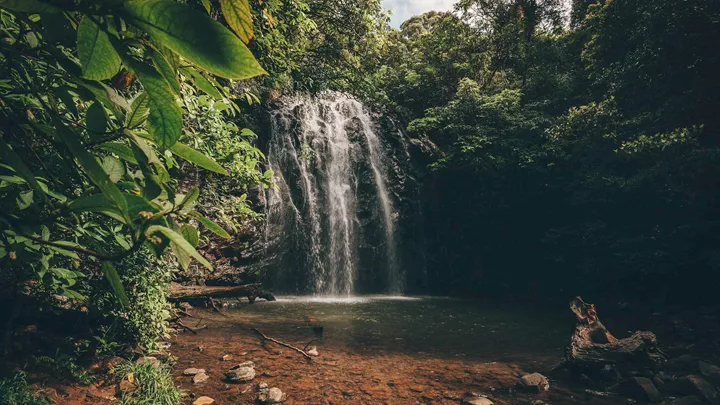 Rainforest in Cairns, Australia