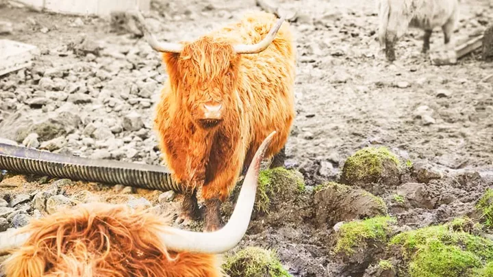 A Highland Cow in the West Highlands of Scotland